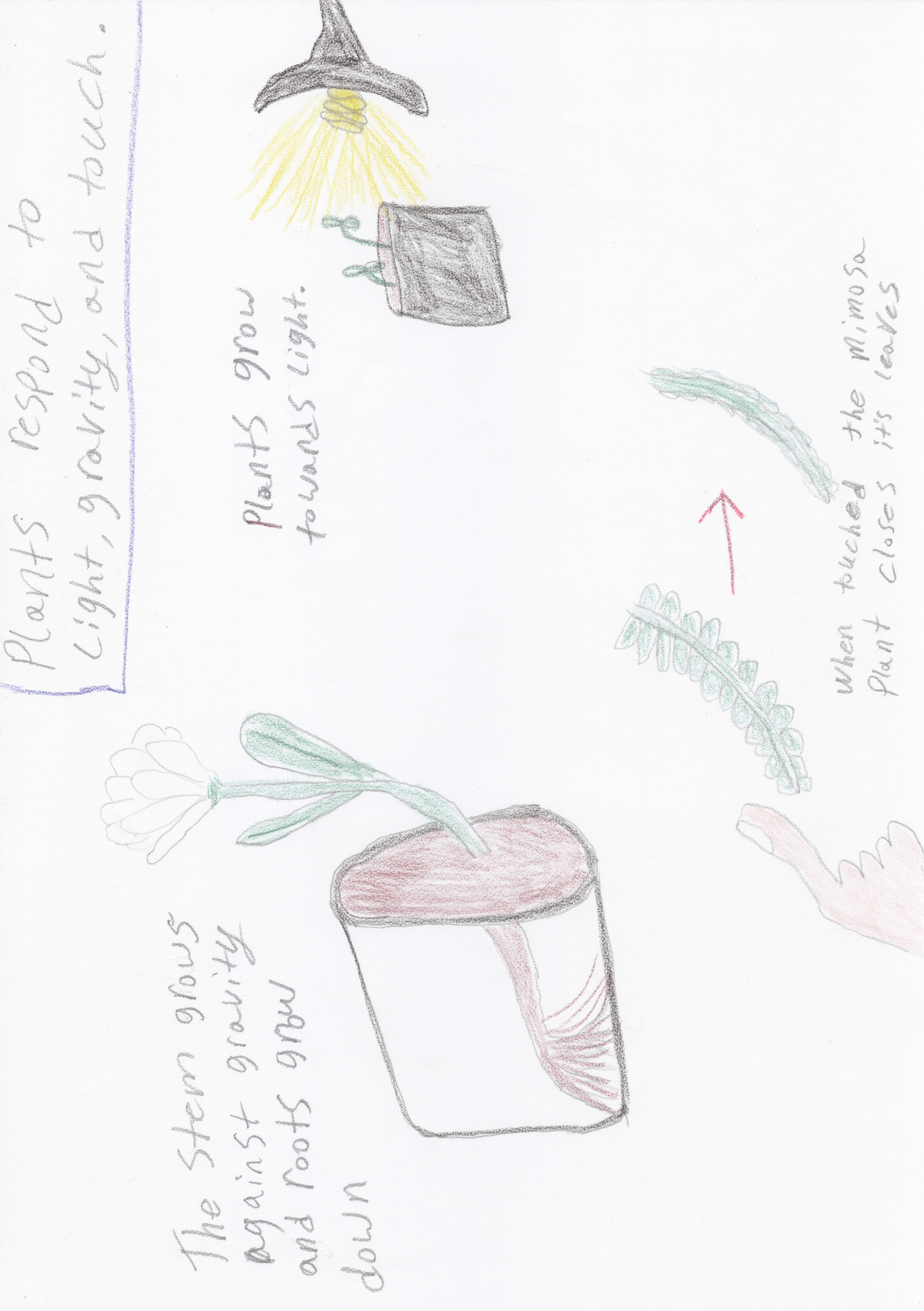 Plants respond to environment